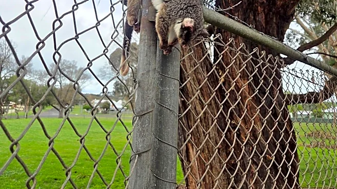 'Dead' Possum Found Hanging From Fence Comes Back To Life At Rescuer's Touch