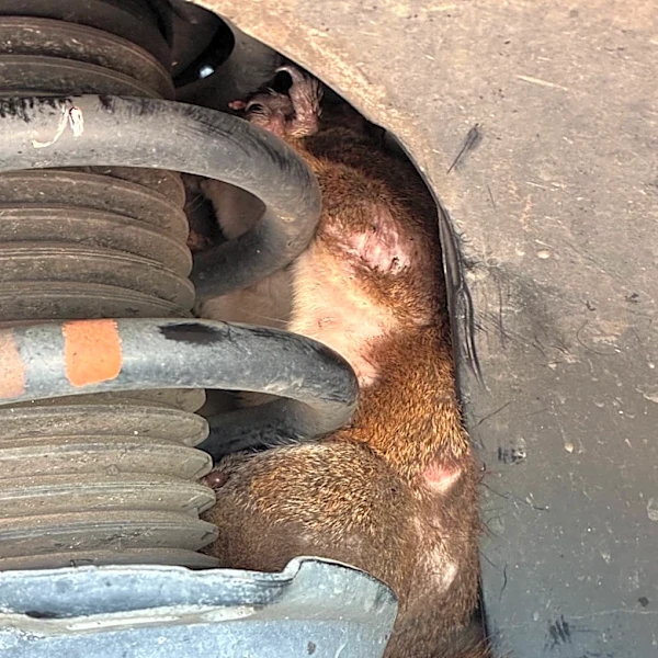 Man Leaving For Work Hears Crying From Car's Wheel And Finds A Pregnant Mama