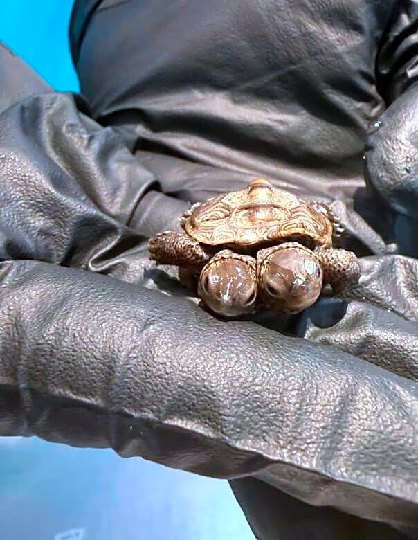 Rescuers Do A Double Take When They Pick Up A Rare Baby With Two Heads