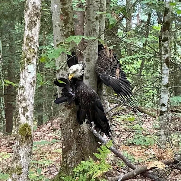 Couple Finds A Motionless Bald Eagle Trapped Between Trees — Then He Flinches