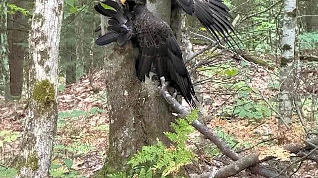 Couple Finds A Motionless Bald Eagle Trapped Between Trees — Then He Flinches