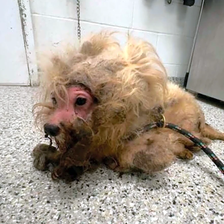 Watch The Moment A Severely Matted Dog Feels The Sun On Her Skin For The First Time In Years