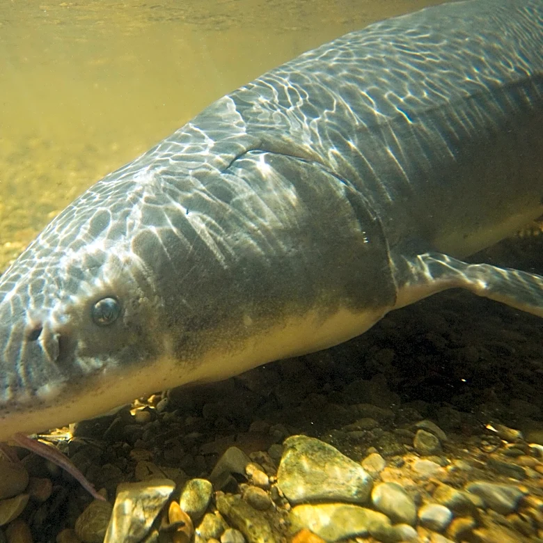 Researchers Discover Lake Sturgeons May Live More Than 400 Years — Here's How They Did It