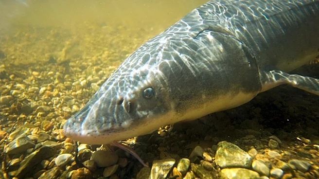 Researchers Discover Lake Sturgeons May Live More Than 400 Years — Here's How They Did It