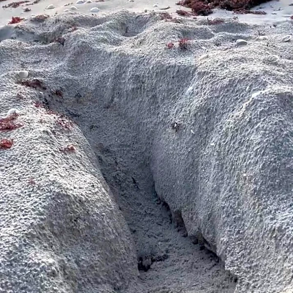 Photographer Drops Everything After Finding Tiny Baby Stuck In Sandy Ditch