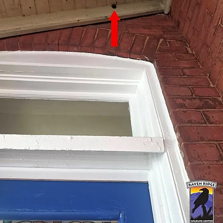 Rescuers Save Bat Frozen To Side Of House For 2 Days — Then Realize She’s Special