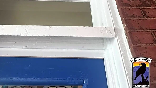 Rescuers Save Bat Frozen To Side Of House For 2 Days — Then Realize She’s Special