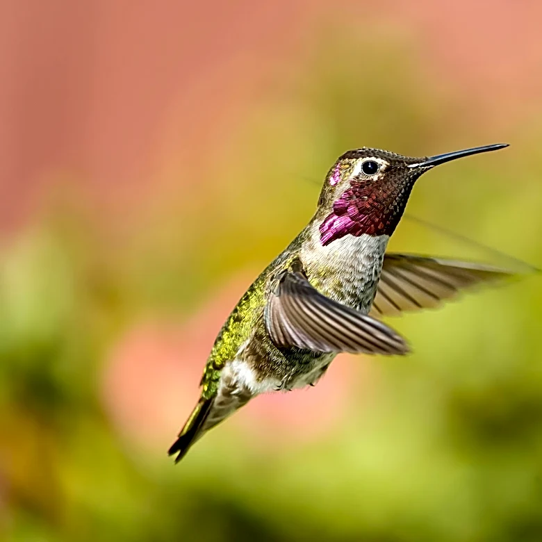 Close-Up Photos Of A Hummingbird’s Eye Reveal A Tiny Detail Most People Never Notice