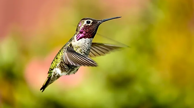 Close-Up Photos Of A Hummingbird’s Eye Reveal A Tiny Detail Most People Never Notice