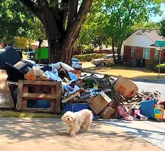 Neighbor Sees Tiny Dog Waiting By Pile Of Trash After Her Family Moved Away
