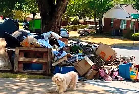 Neighbor Sees Tiny Dog Waiting By Pile Of Trash After Her Family Moved Away