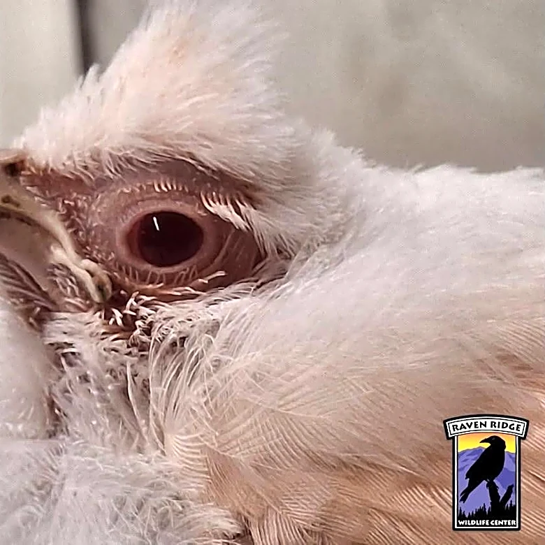 Rescuers Can’t Believe Their Eyes When Rare White Bird Arrives — Then It Happens Again