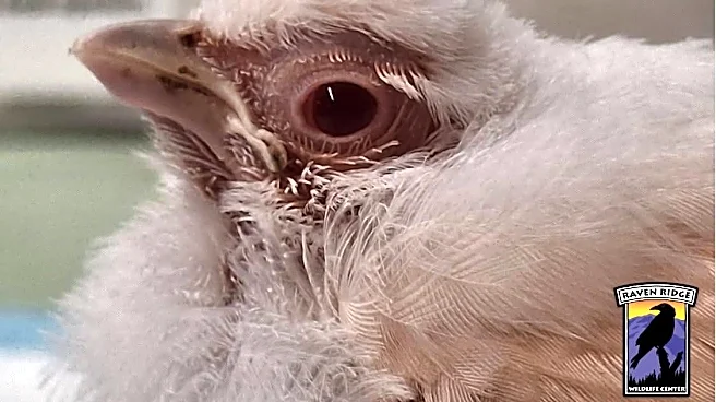 Rescuers Can’t Believe Their Eyes When Rare White Bird Arrives — Then It Happens Again