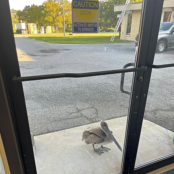 Florida Scientists Hear Knocking On Lab Door And Find A Pelican Looking For Help