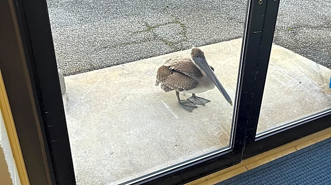 Florida Scientists Hear Knocking On Lab Door And Find A Pelican Looking For Help