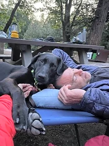 Black Lab Spent Years In A Shelter. Now She's Known As A Search And Rescue Hero.