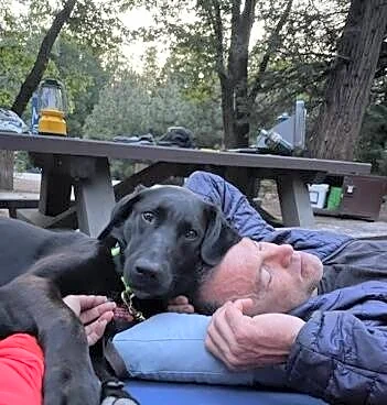 Black Lab Spent Years In A Shelter. Now She's Known As A Search And Rescue Hero.