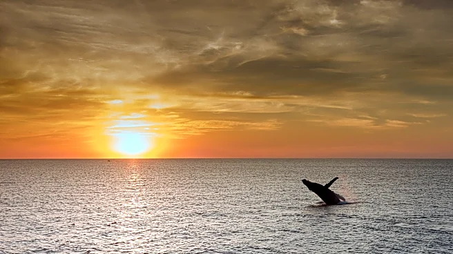 Woman Zooms In On Ocean From Her Balcony And Catches A Baby Whale Copying His Mom