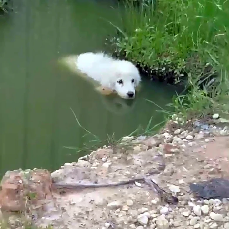 Rescuers Find Little Puppy Floating In A Pond — Then Realize She’s Fighting For Her Life