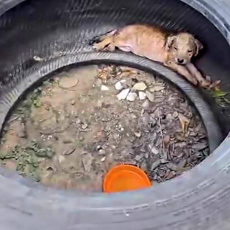 Car Mechanics Call For Help When They Find A Tiny Puppy Living Inside Tire