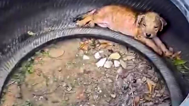 Car Mechanics Call For Help When They Find A Tiny Puppy Living Inside Tire