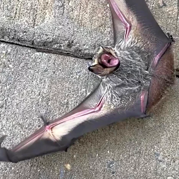People Wanted This ‘Scary’ Baby Bat Killed — Then He Met His Best Friend