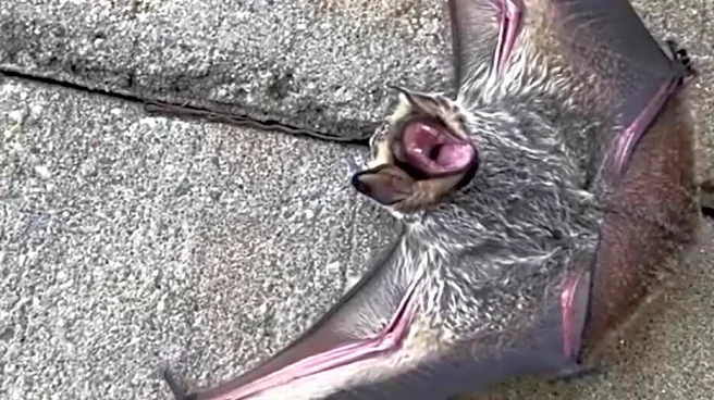 People Wanted This ‘Scary’ Baby Bat Killed — Then He Met His Best Friend