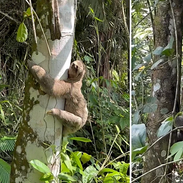 Biologist Sees Truck Narrowly Miss Wild Animal In Road — Then Rushes To Help
