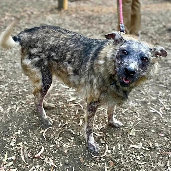 Gentle Dog Who Can’t Go In The Sun Has Been Waiting 3 Years For A Home