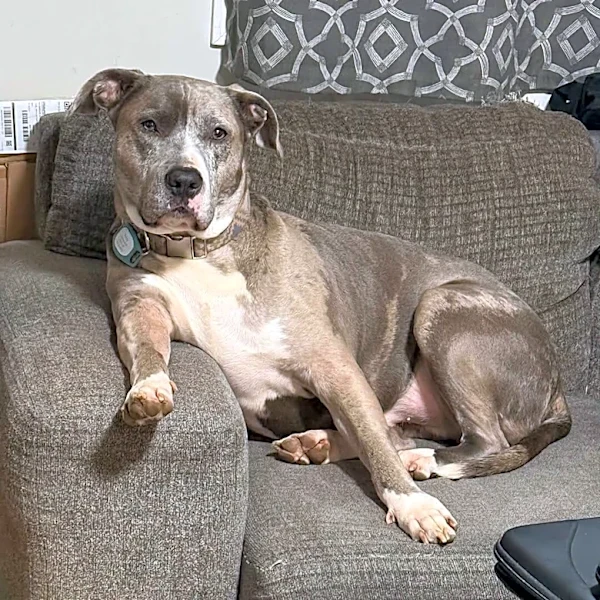 'Woman Enthusiast' Shelter Dog Is Looking For Lesbian Couple To Adopt Him