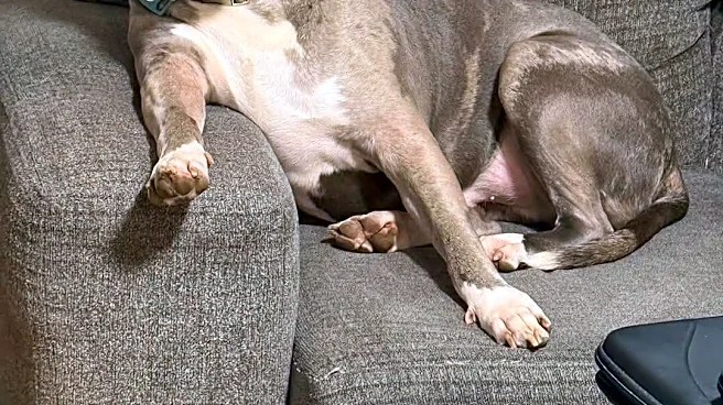 'Woman Enthusiast' Shelter Dog Is Looking For Lesbian Couple To Adopt Him