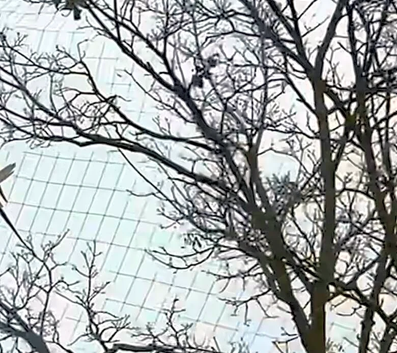 Ukrainian Couple Travels To War Zone To Rescue A Beautiful Bird From Anti-Drone Netting