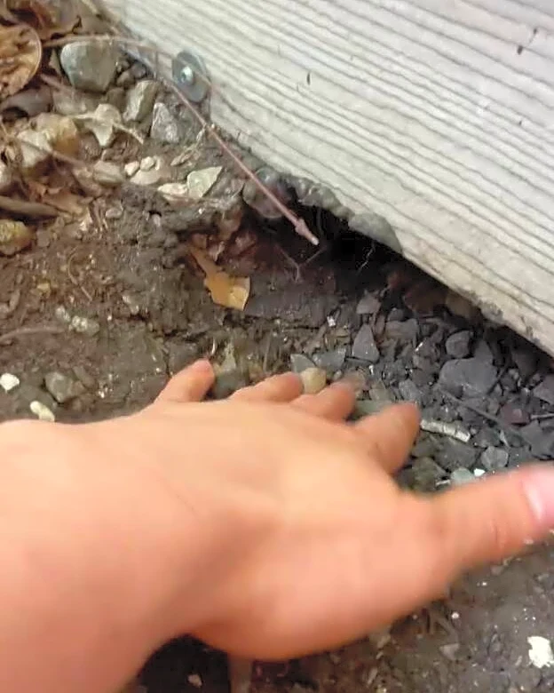 Man Finds Tiny Hole Under His House — Then Watches As 11 Animals Squeeze Inside