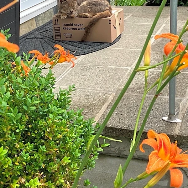 Cat Found Curled Up On Amazon Package Is Still Waiting For A Home