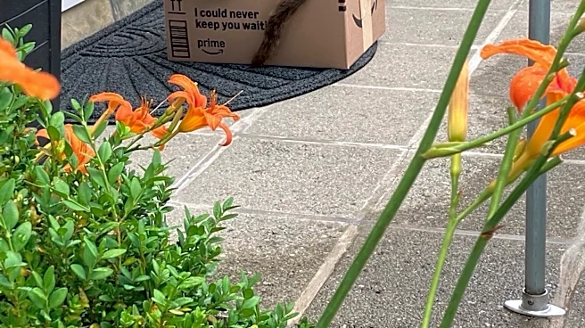 Cat Found Curled Up On Amazon Package Is Still Waiting For A Home