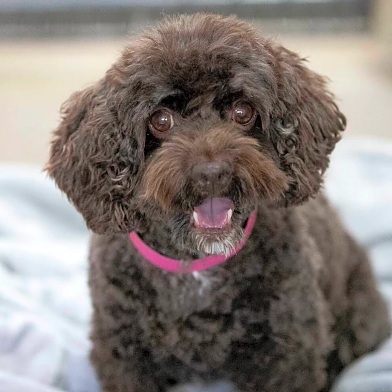 Rescue Dog Sniffs Out Grandpa's Kidney Failure — And Saves His Life Just In Time