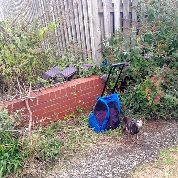 Elderly Dog Found Tethered To Backpack Was Guarding Her Friend Zipped Inside