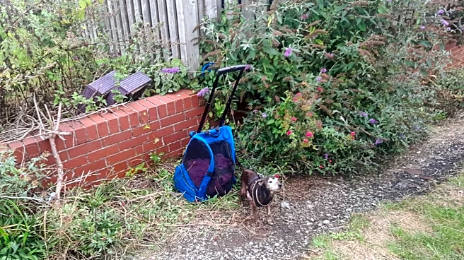 Elderly Dog Found Tethered To Backpack Was Guarding Her Friend Zipped Inside