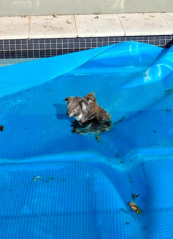 Mama And Baby Cling To Each Other On Pool Cover As They Slowly Sink Into Water