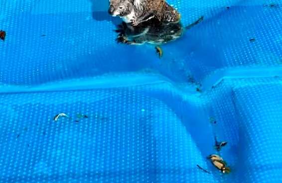 Mama And Baby Cling To Each Other On Pool Cover As They Slowly Sink Into Water