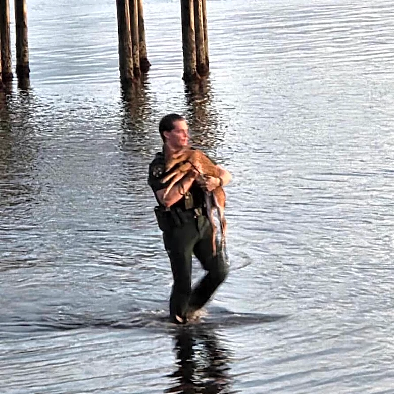 Officer Dives Under Dock To Save Baby Animal — Then Reunites Her With Mom