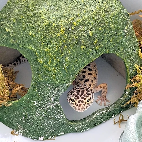 Couple On House Tour Sees Bowl On Fireplace And Discover It's A Clue Of A Pet Left Behind
