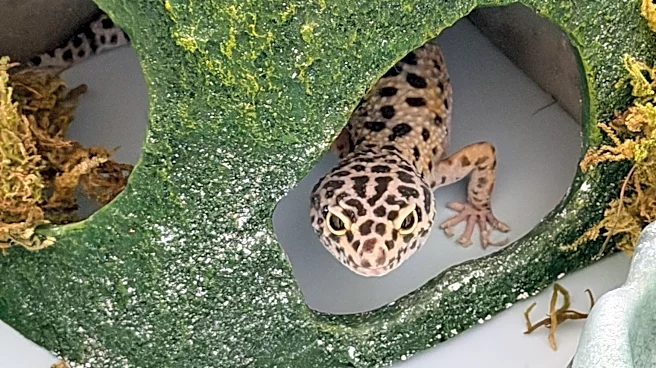 Couple On House Tour Sees Bowl On Fireplace And Discover It's A Clue Of A Pet Left Behind