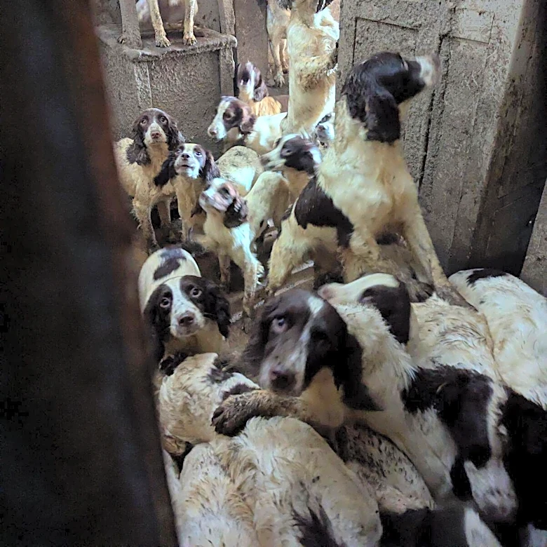 Rescuers Do A Welfare Check And Find 84 Spaniels Lined Up And Waiting For Them