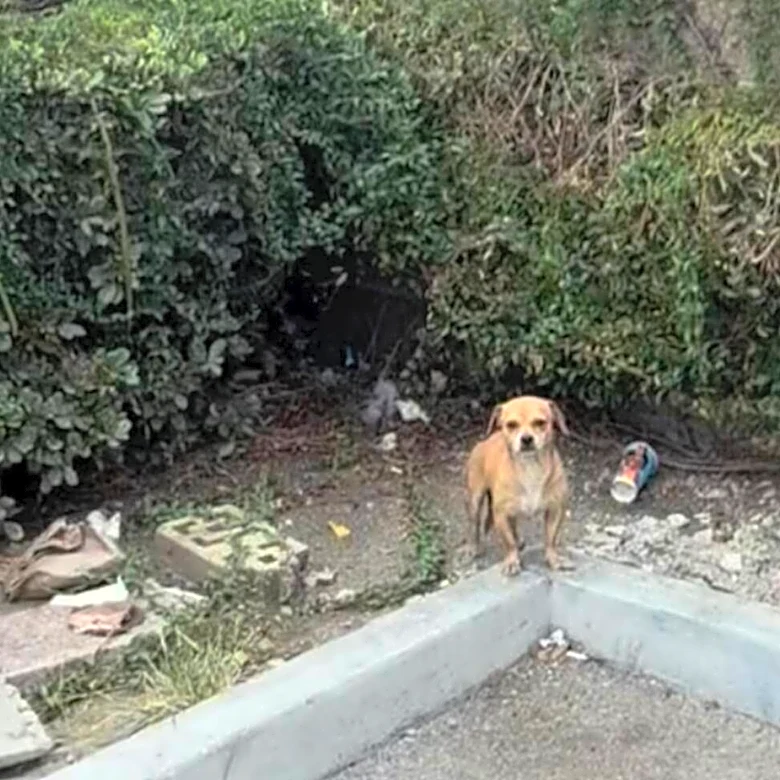 Puppy Abandoned At 7-Eleven With All His Belongings Waits In Bushes For Someone To Help