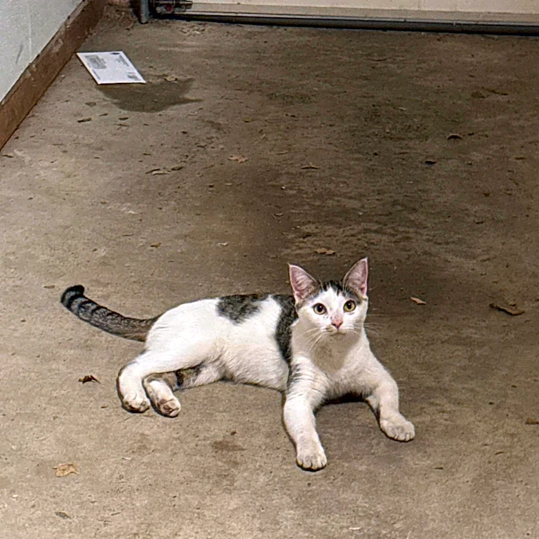 Tiny Kitten Runs Up To Couple Walking Their Dog And Starts Crying For Help