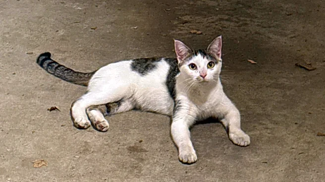 Tiny Kitten Runs Up To Couple Walking Their Dog And Starts Crying For Help