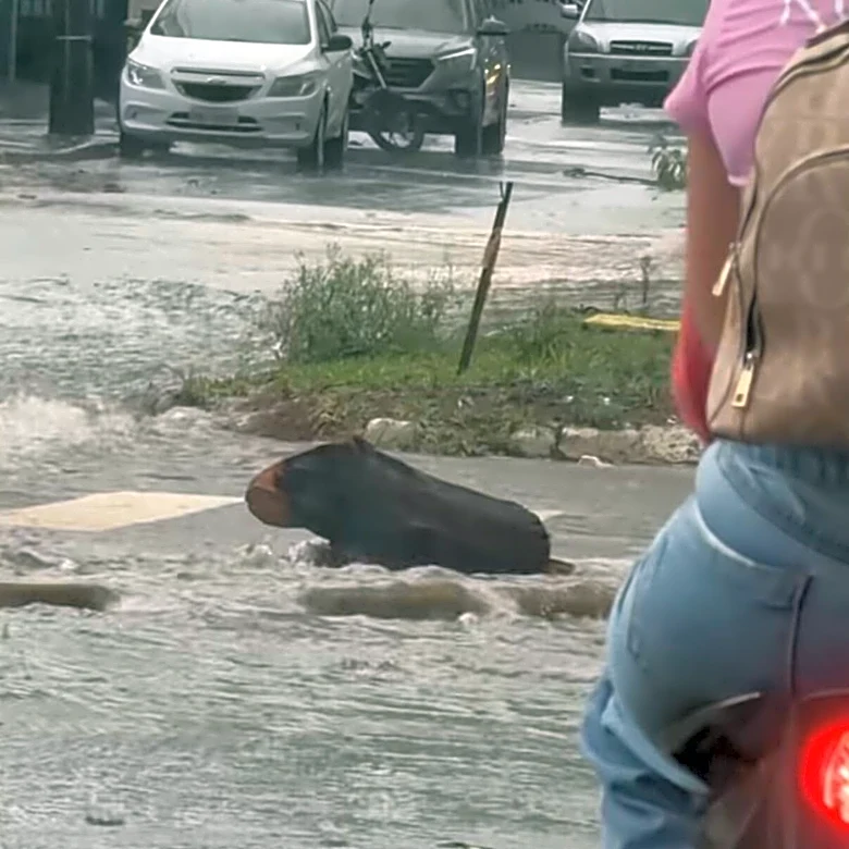 Driver Thinks A Capybara Sitting In The Rain Needs Rescuing Until He Gets A Better Look