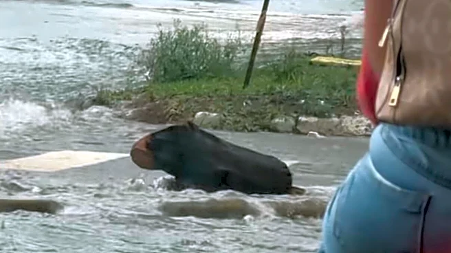 Driver Thinks A Capybara Sitting In The Rain Needs Rescuing Until He Gets A Better Look