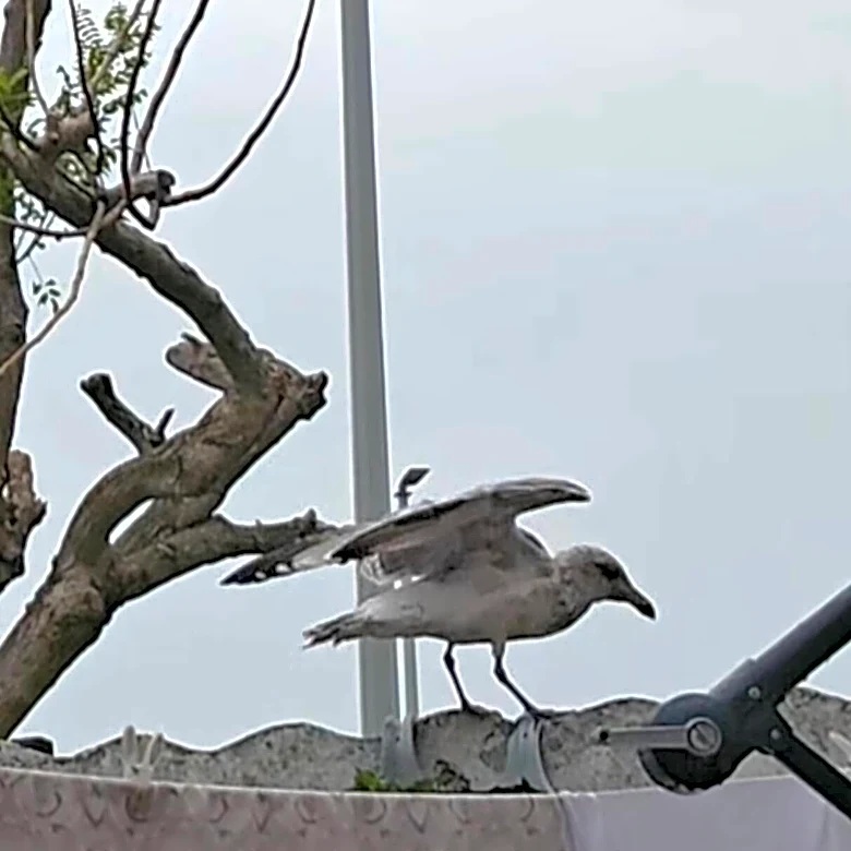 Family Notices A Seagull Struggling To Eat — Then They See What’s In Her Mouth